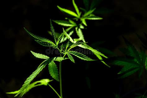 Cannabis On A Black Background Stock Image Image Of Joint Hash