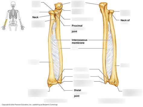 Anatphys 3 Appendicular Skeleton Bony Marking Radiusulna Diagram