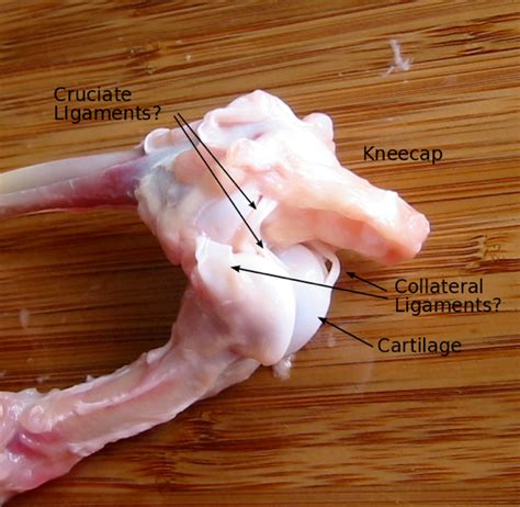 The anterior cruciate ligament prevents the femur from. Dissecting A Chicken Leg | Chicken legs, Muscular system ...
