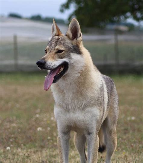Au cours de ce roman si charnel. Elevage Chien Loup Louhans - Chien Loup Tchécoslovaque ...
