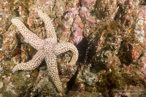 Giant Sea Star Fish Photo 016709 Matthew Meier Photography