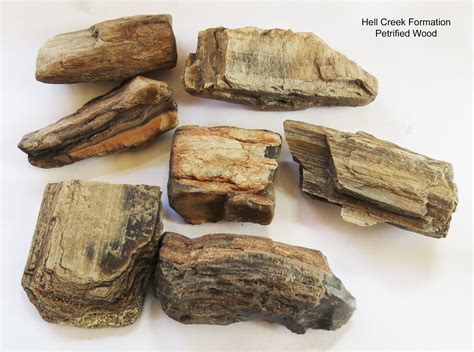 List Of How To Identify Fossilized Petrified Wood 2022 Ensky