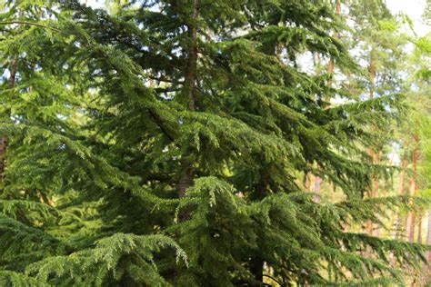 Deodar Cedar Care And Growing Guide