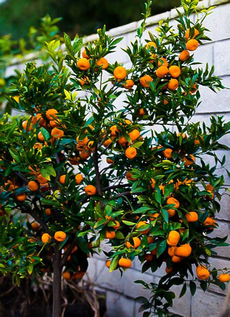 Seto Satsuma Orange Tree For Sale Online The Tree Center