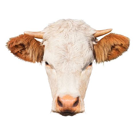 Royalty Free Cow Head Pictures Images And Stock Photos Istock