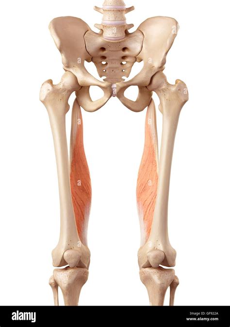 Human Upper Leg Muscles High Resolution Stock Photography and Images