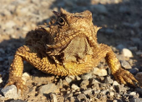 Why Do Horned Lizards Cry Blood Animals Mania