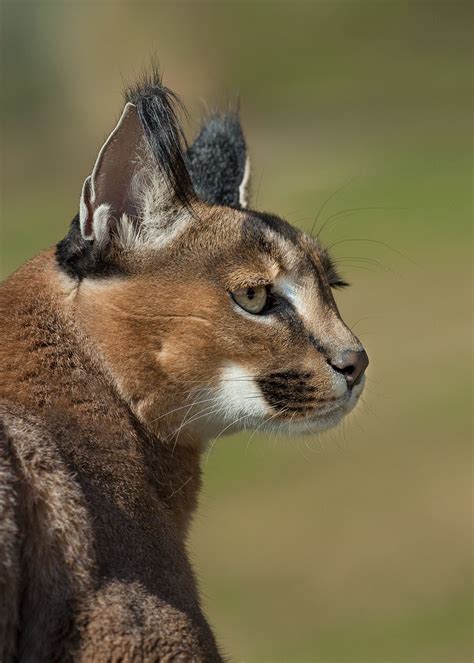 One of the more prominent cat breeds with tufted ears is the highlander cat. The most noticeable feature of a caracal is its black ear ...