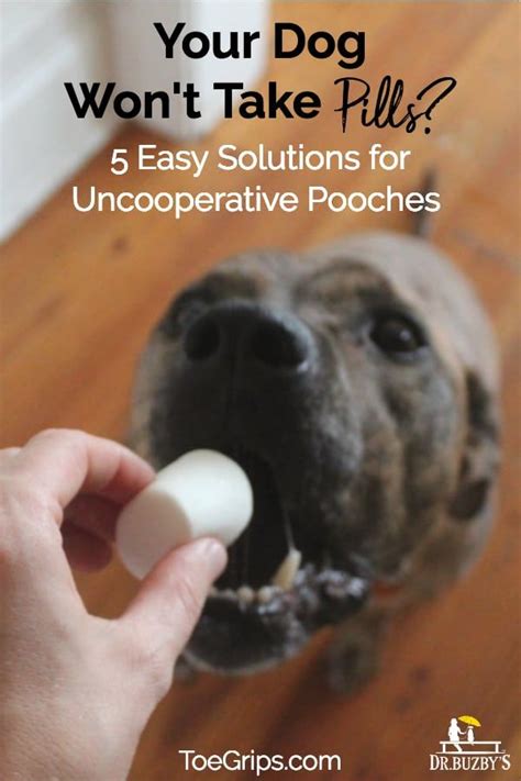 Apparently that's where she draws the line. Your Dog Won't Take Pills? 5 Easy Solutions for ...