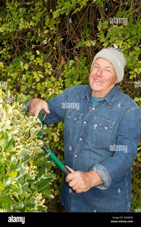 Senior Man Trimming Hedge Hi Res Stock Photography And Images Alamy