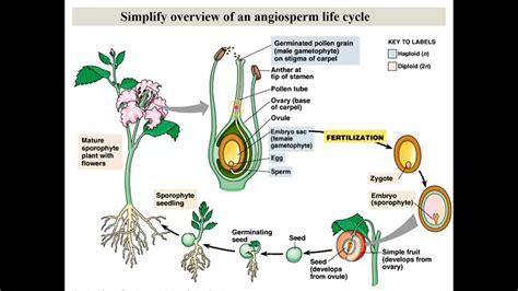 Plant Reproduction In Angiosperms Youtube