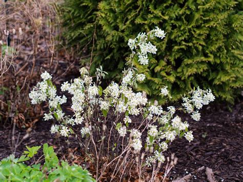 This versatile spice can be used to help root cuttings, to prevent fungus from killing small seedlings, and even for keeping pests away from your home. 30 Shrubs That Grow in Shade