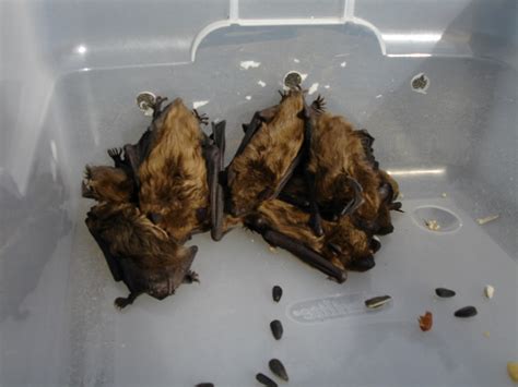 Maybe you would like to learn more about one of these? Sudbury Massachusetts Bat Removal - A BatGuys Case-Study