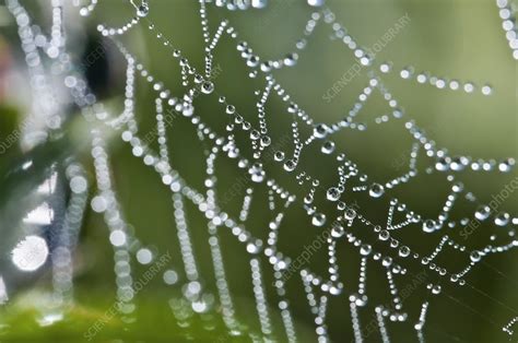 Dew Drops On A Spiders Web Stock Image C0049544 Science Photo