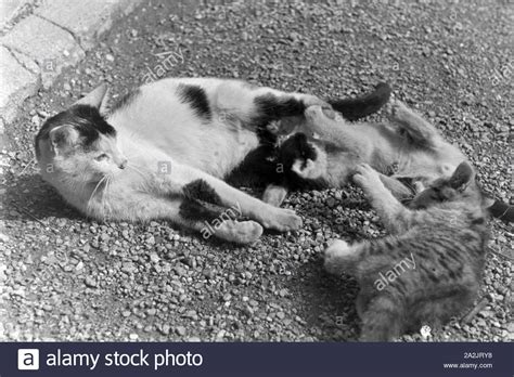 Deutschland 1930er Jahre Katzen Sehen Sie Im Urlaub Stockfotos Und Bilder Kaufen Alamy