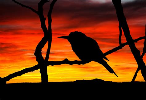 Bird Silhouette At Sunset Free Stock Photo Public Domain Pictures