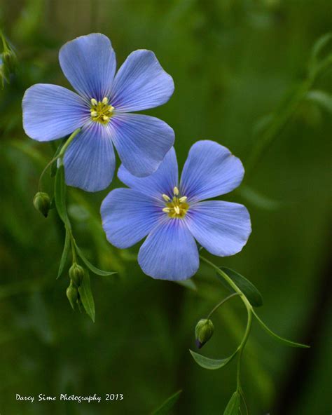 Blue Flax Flax Flowers Amazing Flowers Beautiful Flowers