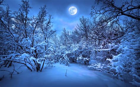 Winter Snow Night Trees Moonlight Wallpaper Nature And Landscape