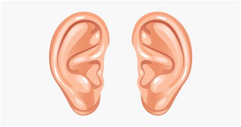 Ear Clip Art