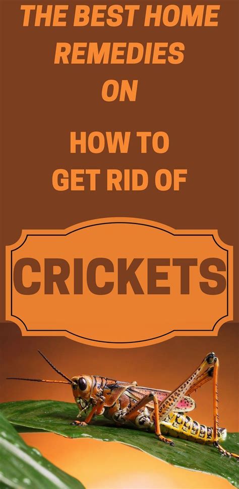 How do i get rid of cave crickets. The Best Home Remedies On How To Get Rid Of Crickets ...