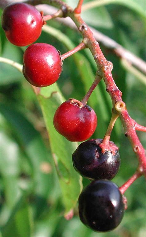 Wild Black Cherry Prunus Serotina 05a Flowering Trees Bushes And