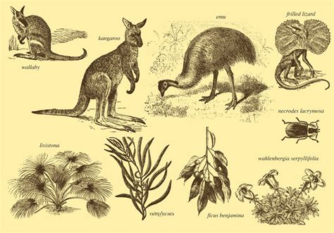 Flora And Fauna Of Australia 114179 Vector Art At Vecteezy