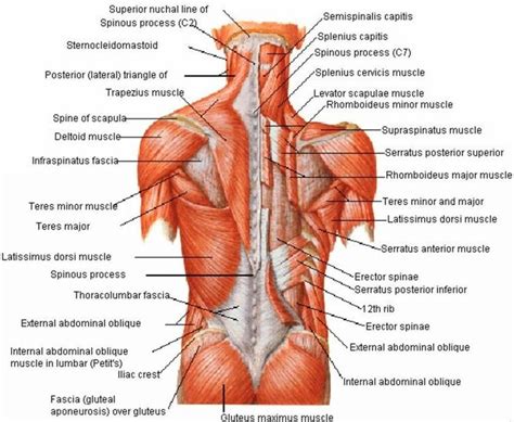 Freetrainers.com has a vast selection of exercises which are used to get started, choose a muscle group either on the muscle chart or in the muscle list on this page. Images Of Back Muscles And Nerves Picture Of Back Muscles ...