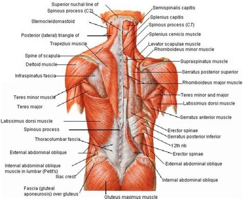 Kristi kirisberg art tips, references and inspirations torso y espalda. Images Of Back Muscles And Nerves Picture Of Back Muscles And Nerves Anatomy Of The Back Muscles ...