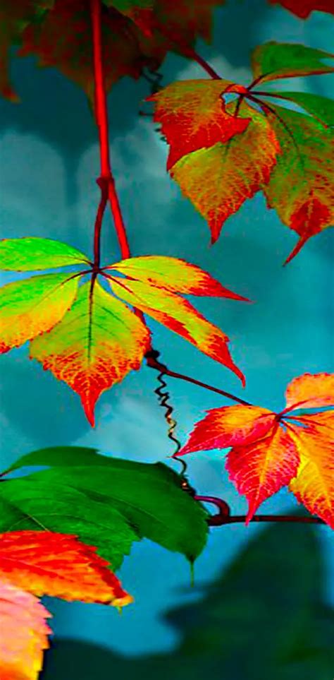 Beautiful Nature Wallpaper By Dashti33 Download On Zedge 661c