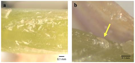 Biology And Management Of Bermudagrass Mite Land Grant Press