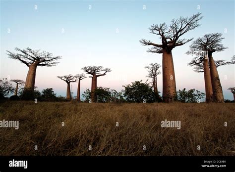 Several Baobab Trees At The Avenue Of The Baobabs Or Alley After