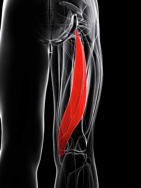 Thigh Muscle Photograph By Scieproscience Photo Library Pixels