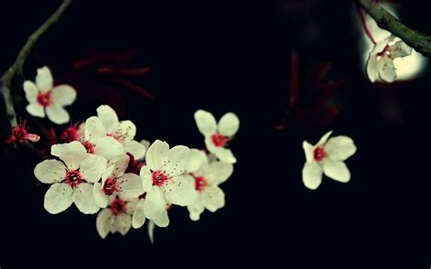 Online Crop White Cherry Blossom Flowers Photography Macro Plants