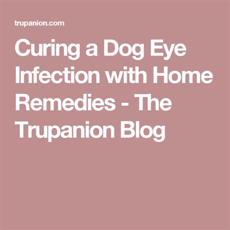 Curing A Dog Eye Infection With Home Remedies The Trupanion Blog