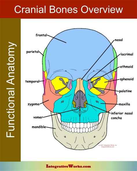 An Overview Of Cranial Bone Anatomy Integrative Works