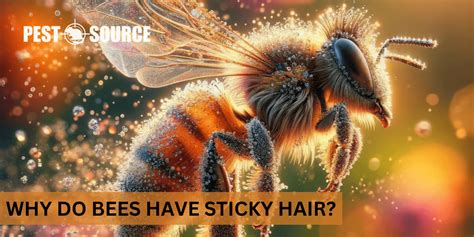 Why Do Bees Have Sticky Hair Pest Source