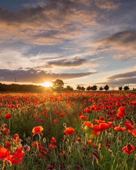 Poppy Field Sunset [EXPLORED] | Yanworth | Gloucestershire ...