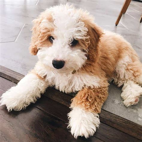 Look at pictures of poodle (miniature) puppies who poodle (miniature) puppies and dogs. Meet The Mini Bernedoodle And Its Polar Opposite Parents ...