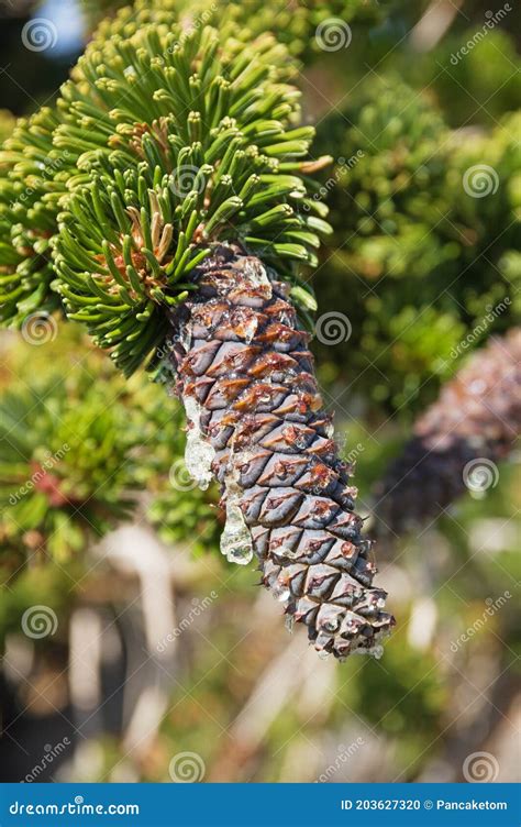 Bristlecone Pine Cone Stock Photo Image Of Pinus Sappy 203627320