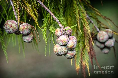 Tree Seed Pods