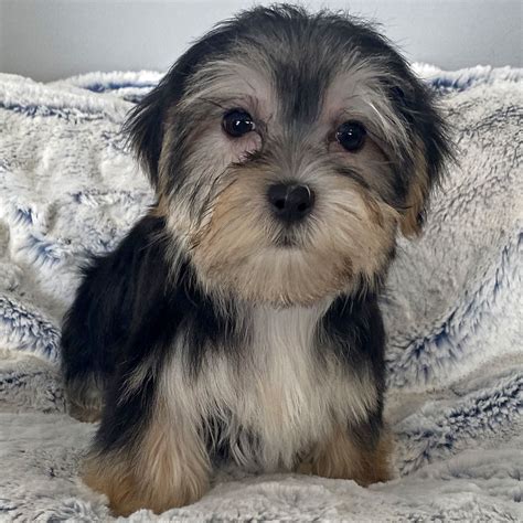 Morkie Puppy For Sale Heavenly Puppies