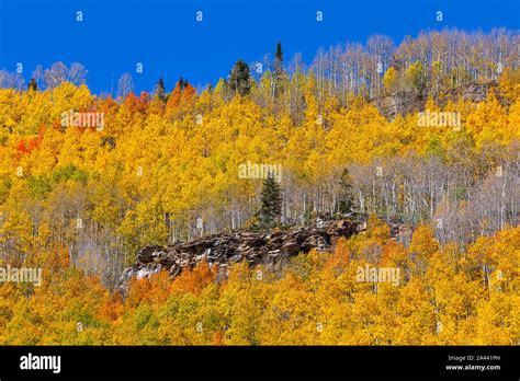 Aspen Tree Fall Foliage Colorado High Resolution Stock Photography And