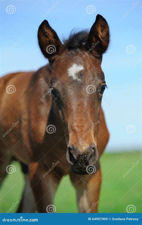 Little Arabian Foal Looking Stock Image Image Of Young Equestrian
