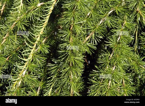Weeping European Larch Larix Decidua Repens Tree Stock Photo Alamy