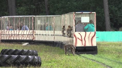 Auf in den safariland stukenbrock! Zoo Safaripark Stukenbrock - Das Affen-Freigehege - YouTube