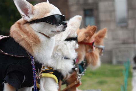 Free Images Puppy Model Fashion Japan Sunglasses Chihuahua Dog