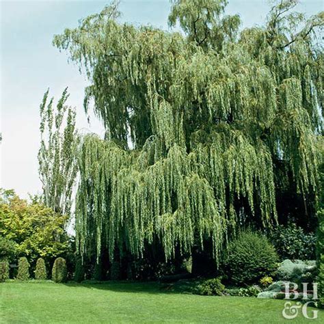 How To Plant And Grow Weeping Willow