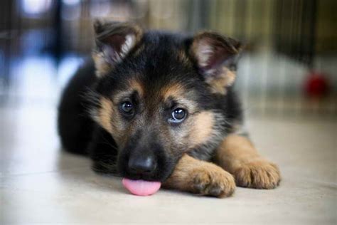 Their coats and overall appearance make them very distinct, which is why they feature so heavily in popular culture and cinema. Adorable German Shepherd Puppy | PETSIDI