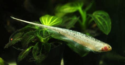 Types Of Electric Fish Discover 10 Shocking Fish Az Animals