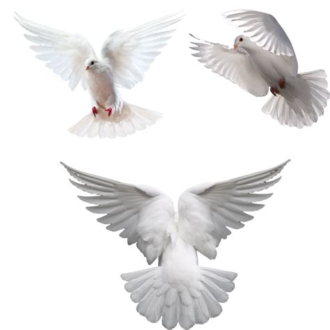 Dove Png Image Purepng Free Transparent Cc0 Png Image Library Images